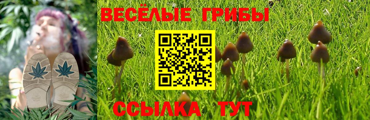 Псилоцибиновые грибы прущие грибы Сокол